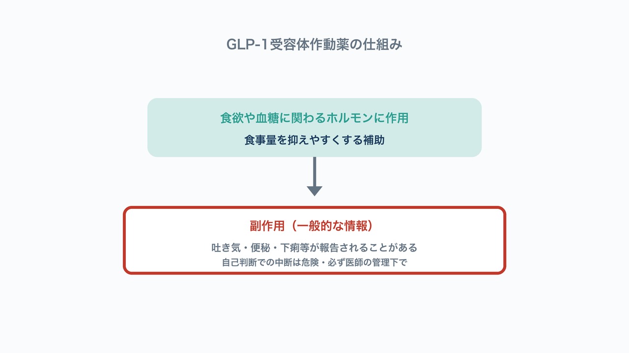 GLP-1受容体作動薬の仕組みと副作用の図解。食欲抑制の作用と一般的な副作用情報。